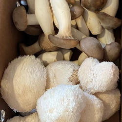 Royal Trumpet Mushroom Trumpet Royale