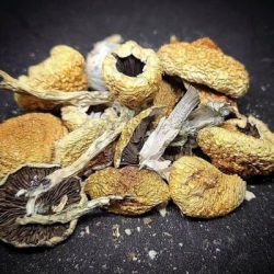 PEURTO RICAN MUSHROOMS