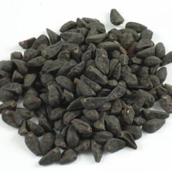 MORNING GLORY SEEDS