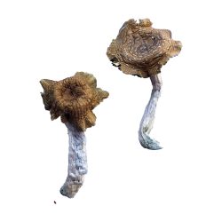 Florida White Magic Mushrooms (Psilocybe Cubensis F+)