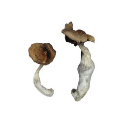 Koh Samui Magic Mushrooms | Psilocybe Cubensis Thailand Koh Samui