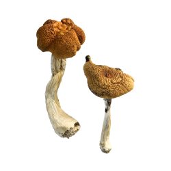 Buy Malaysian Magic Mushrooms