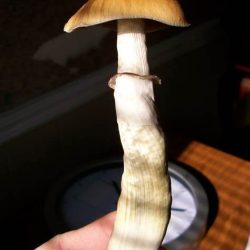Red boy psilocybe cubensis
