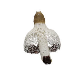 Phallus Indusiatus, also known as the bamboo mushroom