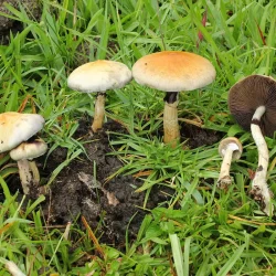 buy Psilocybe cubensis