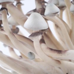 Buy Albino A+ Psilocybe Cubensis Strain Online