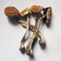 B+ Cubensis Spores