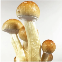 Buy Golden Teacher cubensis spores