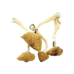 Buy B+ Magic Mushrooms