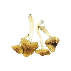 Malabar Cubensis For Sale