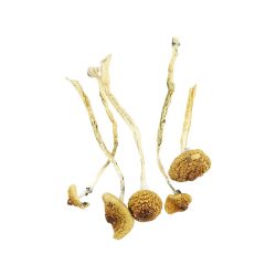 Blue Meanie Magic Mushrooms – Potent & Euphoric