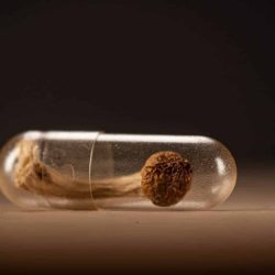 Buy High-Quality Cubensis Microdose