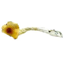 Buy Huautla Magic Mushroom