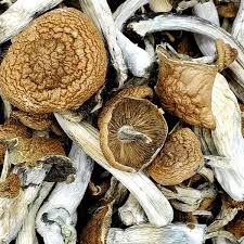 Buy Mazatapec Magic Mushrooms