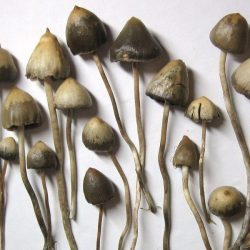 LIBERTY CAP MUSHROOMS