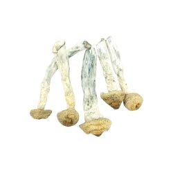 buy Albino Penis Envy mushrooms online