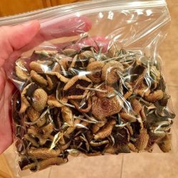 Buy Psilocybin Online