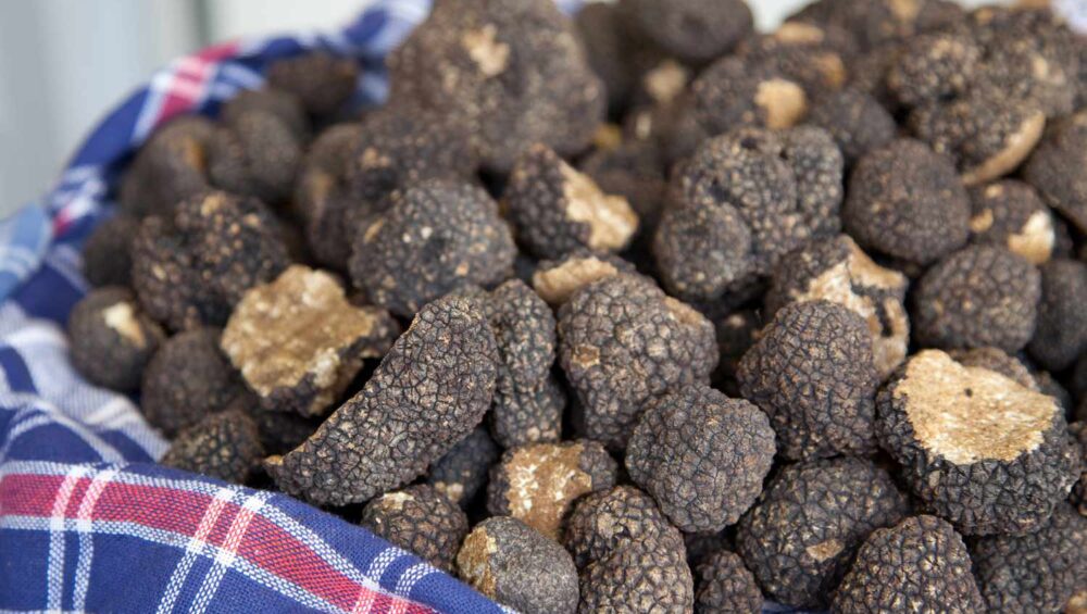 Discover the Best Mushroom Truffles